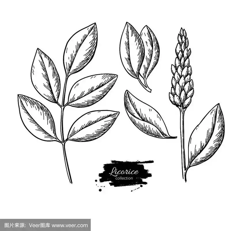 甘草植物矢量绘图集.植物分枝,有花和叶.