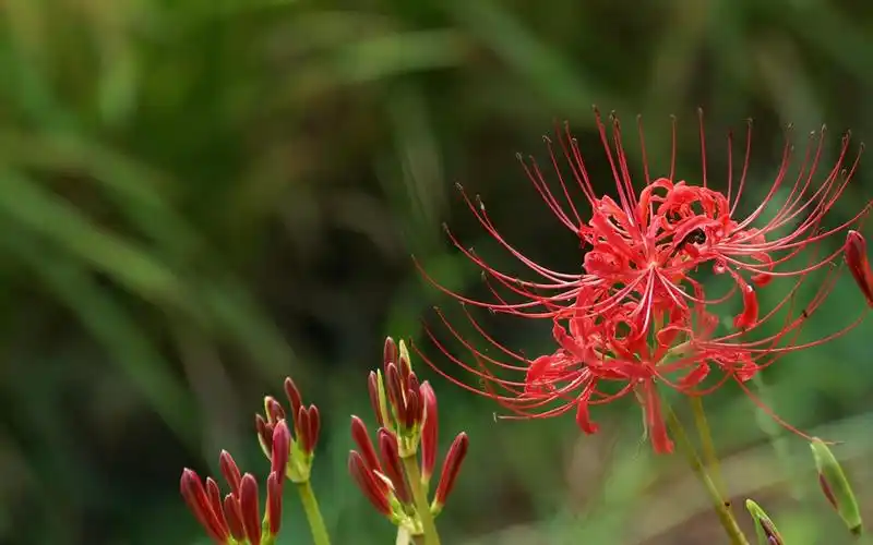 唯美鲜艳的彼岸花图片桌面壁纸