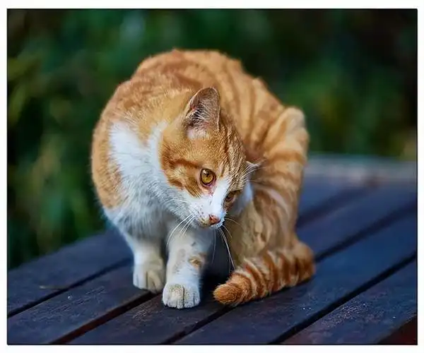 黄狸猫的6大优点,养过之后,就不想再换猫了