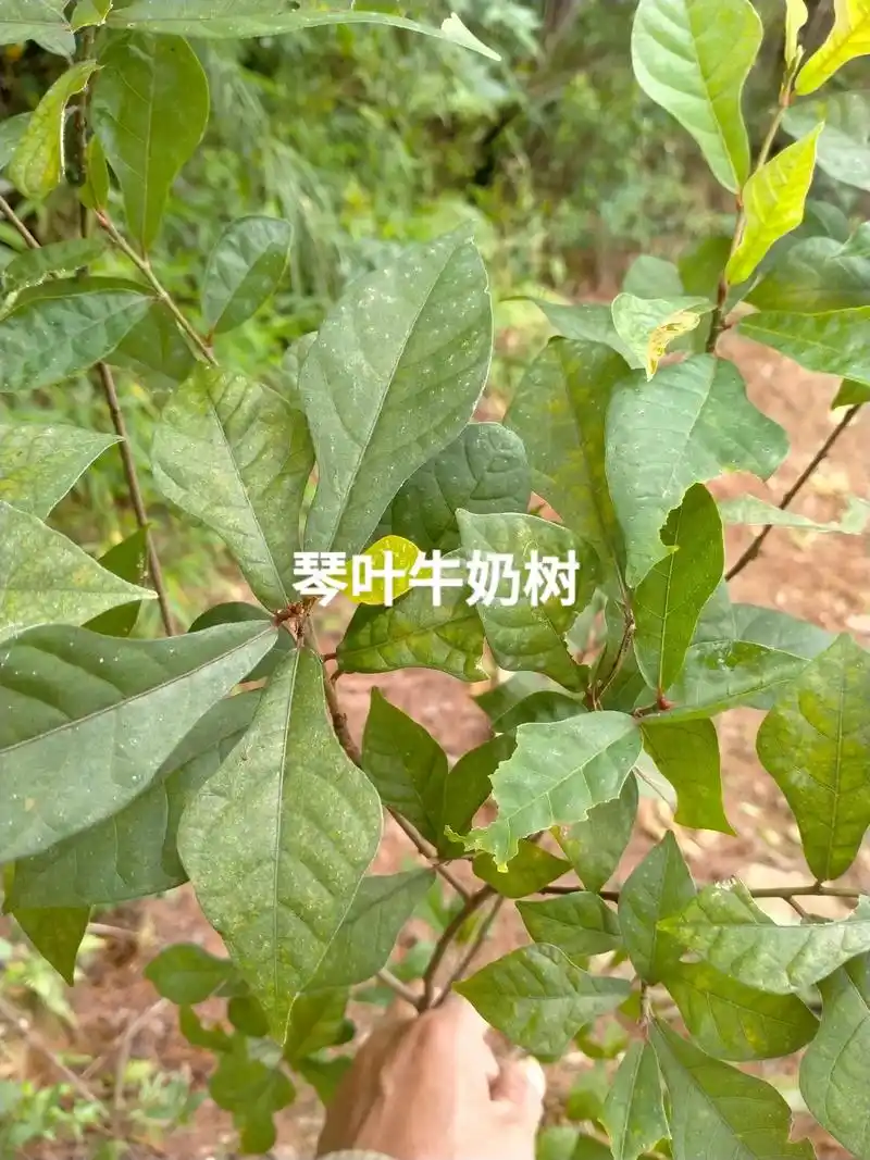 疏通经络,健脾利湿 白花牛奶根是以牛奶根为主料,土鸡为辅料的 - 抖音