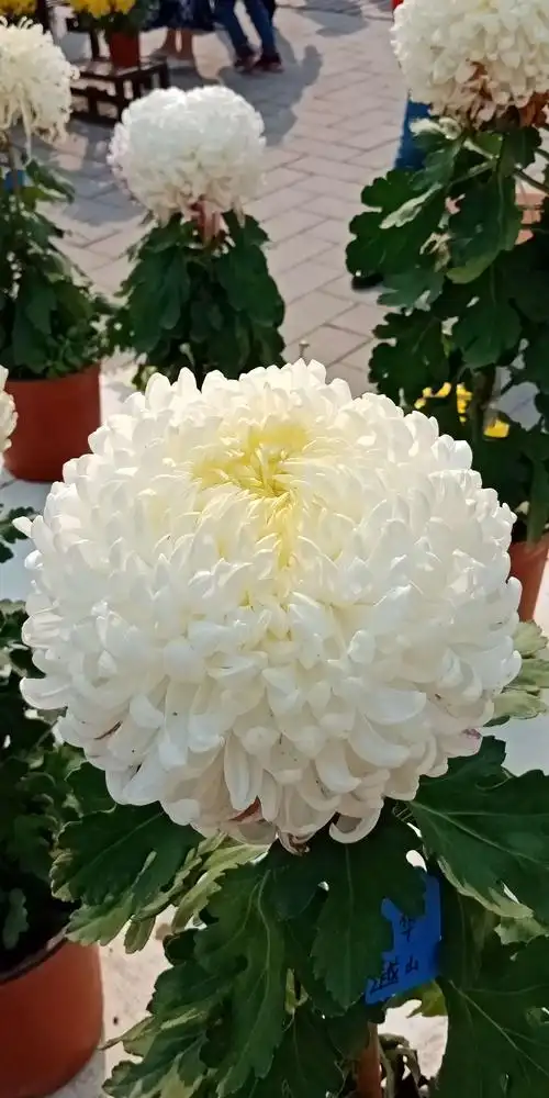 祖国的花朵既可爱又鲜艳.国庆节游圆明园.