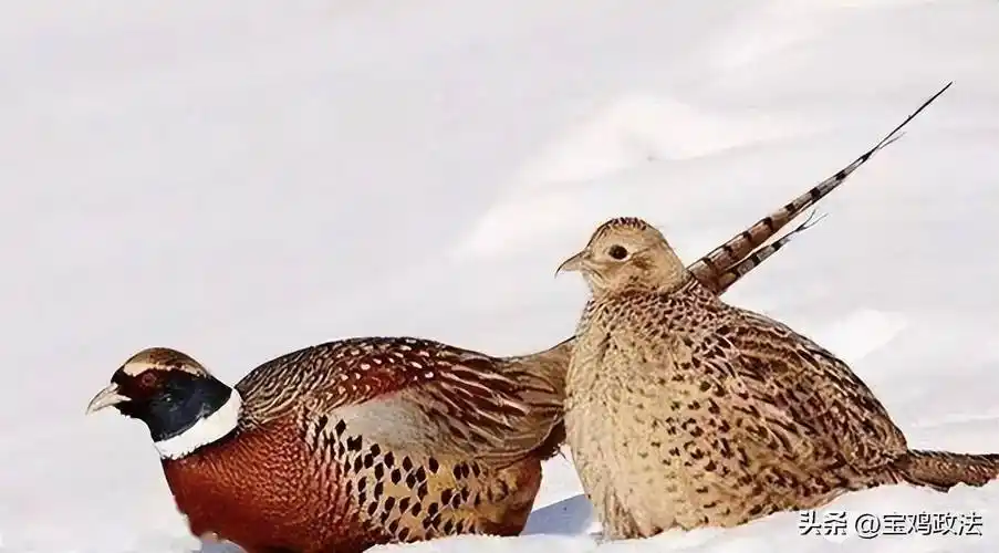 农民直言:真惹不起!_农户_动物_保护