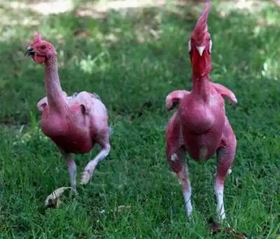 毛掉得差不多,秃头又跛脚的公鸡