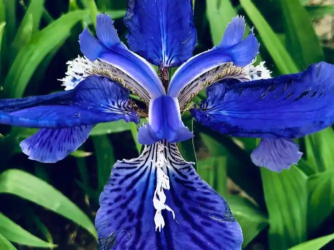 鸢尾(蓝蝴蝶)