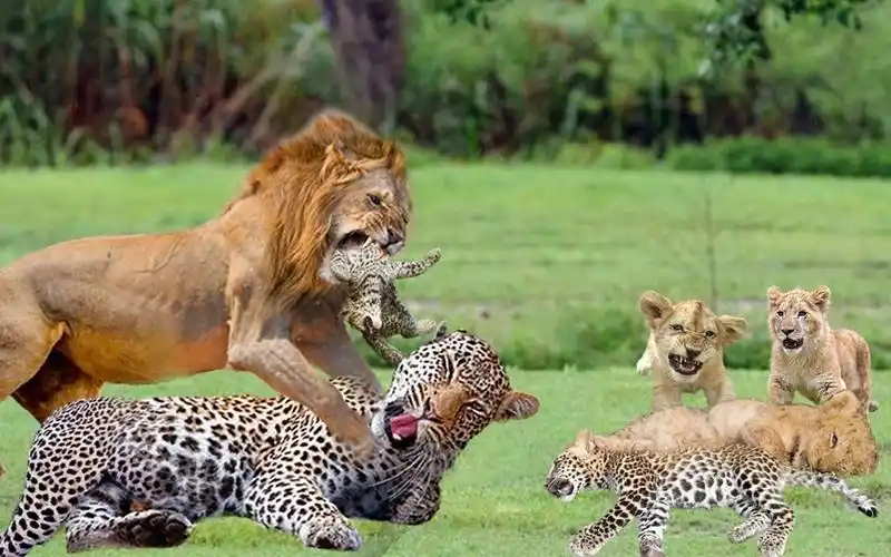 花豹成功捕获小狮子,下一秒遭到疯狂报复,家破人亡!