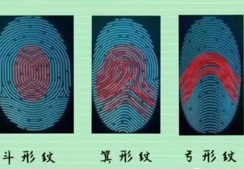 指纹可以分为三种 :弓形,箕形,斗形.让我们来认识
