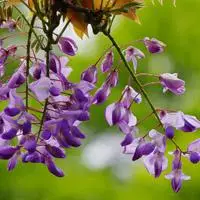 紫藤花紫色花朵头像最幸福的时刻