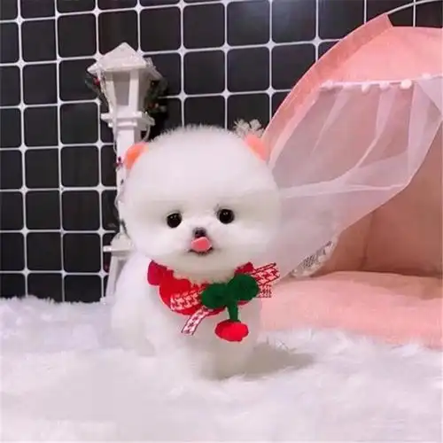 商品描述是否跨境出口专供货源否用途玩赏犬性别公体重1体型小型品种