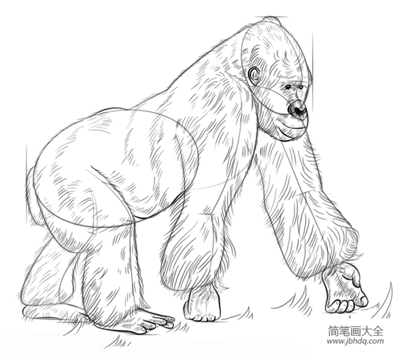 如何画银背大猩猩