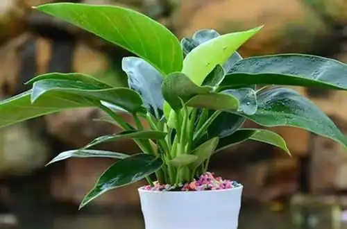 因为金钻花有着十分强大的净化空气的作用,所以被人们俗称为辟邪王