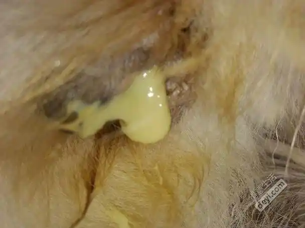 狗狗配完第9天.桃子一直流奶白色粘稠脓状液体.正常吗?(图有点重口