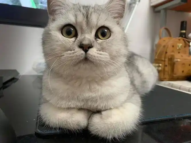 猫咪揣手手是不舒服吗(猫咪"揣手手",是想告诉你这5件事,你知道吗?