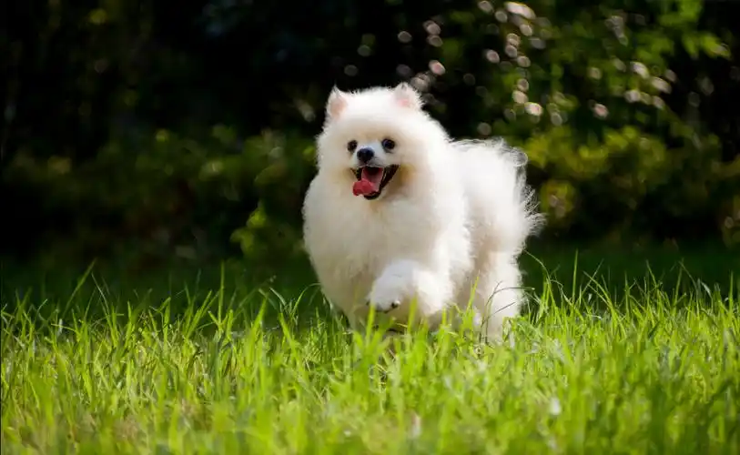 博美犬形态性格特征,饲养优缺点及市场价格介绍-宠物主人