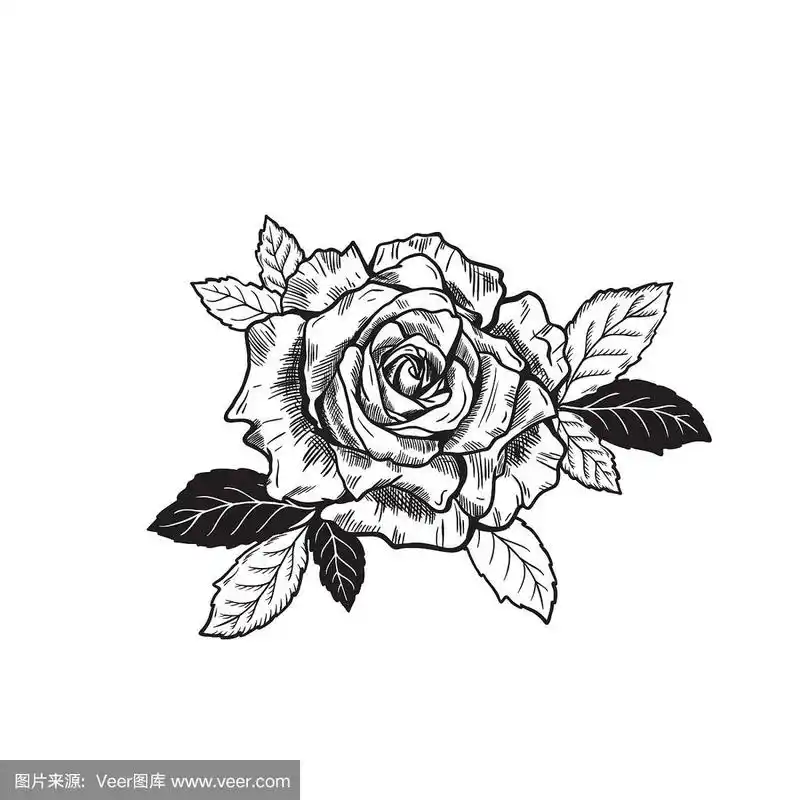 矢量玫瑰花纹身素描素描