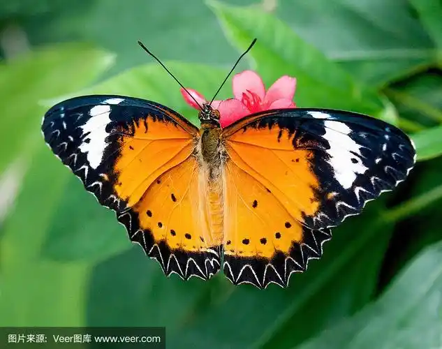 色彩斑斓的蝴蝶