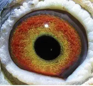 这种黄眼是鸽眼中最难配对的