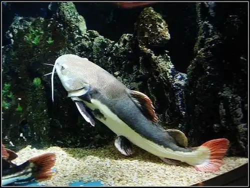 红尾猫,鲶科