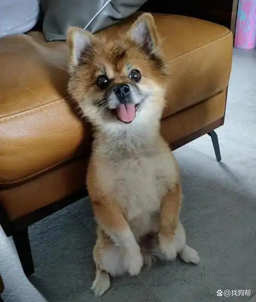 深圳市龙华区5000寻找博美串串犬