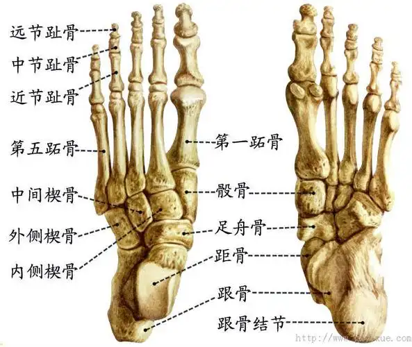 详情介绍 本图册为运动系统-骨图片 上一个: 解剖绪论 下一个: 骨骼肌