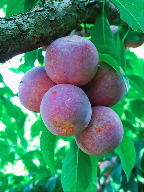 【早读18150】走进钱排镇,品味三华李