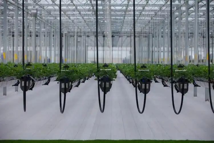 龙港湾空中草莓园