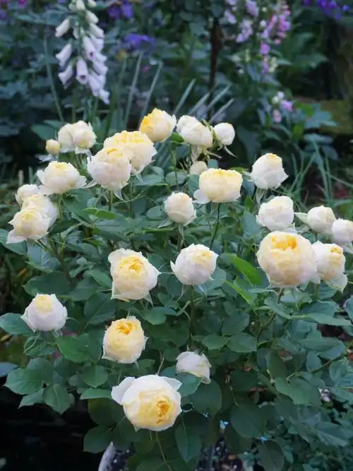 月季金丝雀开花机器小包子