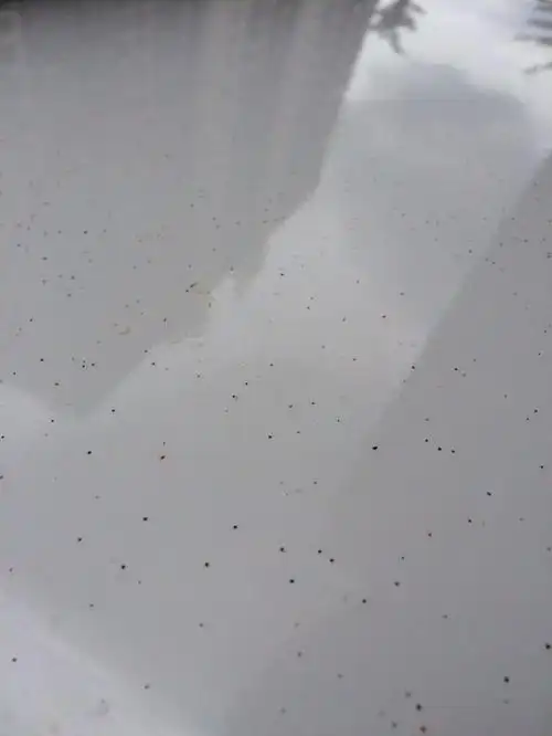 清洗树粘苍蝇屎更改请勿尝试