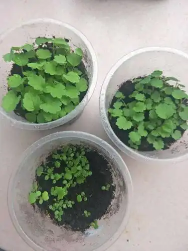 网上买的草莓种子,长出来都是这个样的,是不是假的?