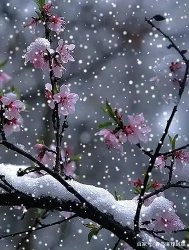 又见雪花飞满天