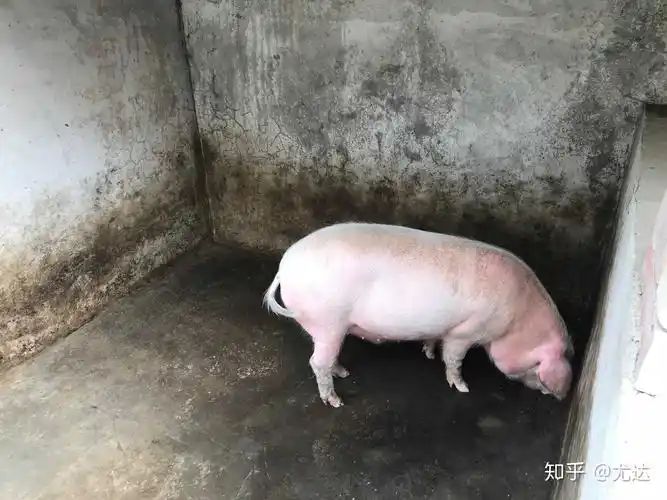 现在商品猪价格低,在农村养殖传统的土猪,肉质好,有利健康,市场吗?