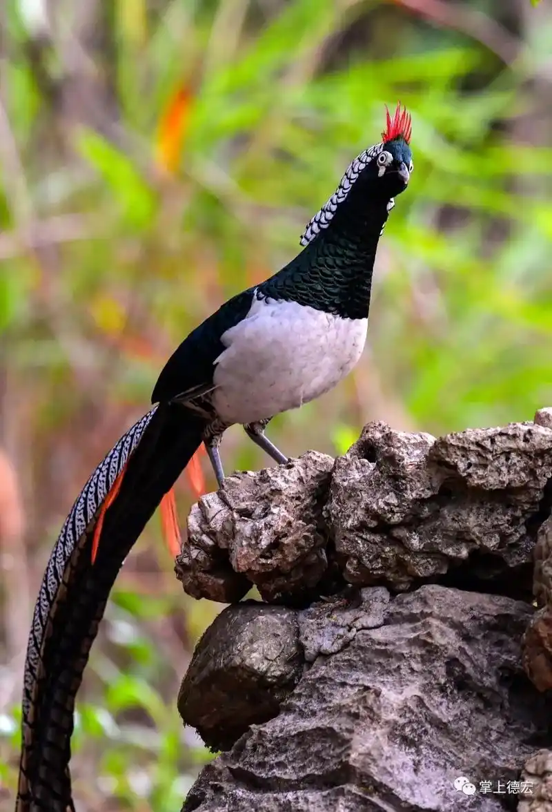 白腹锦鸡 钱明富摄