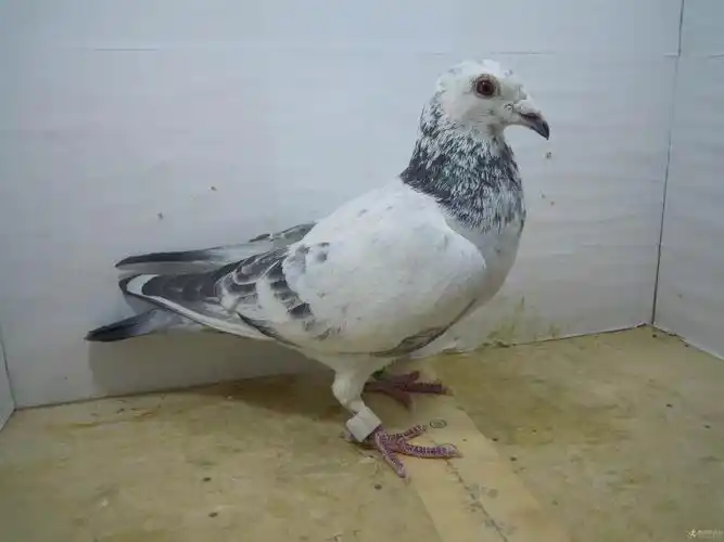 优质的麒麟花赛鸽的使用