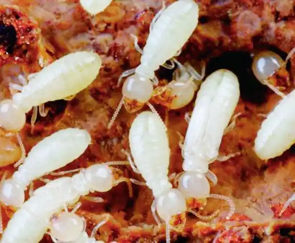 席梦思上好多虫子,是什么虫子?