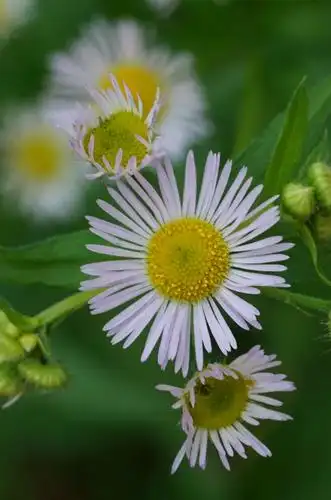 菊科姊妹花(赏菊特集)
