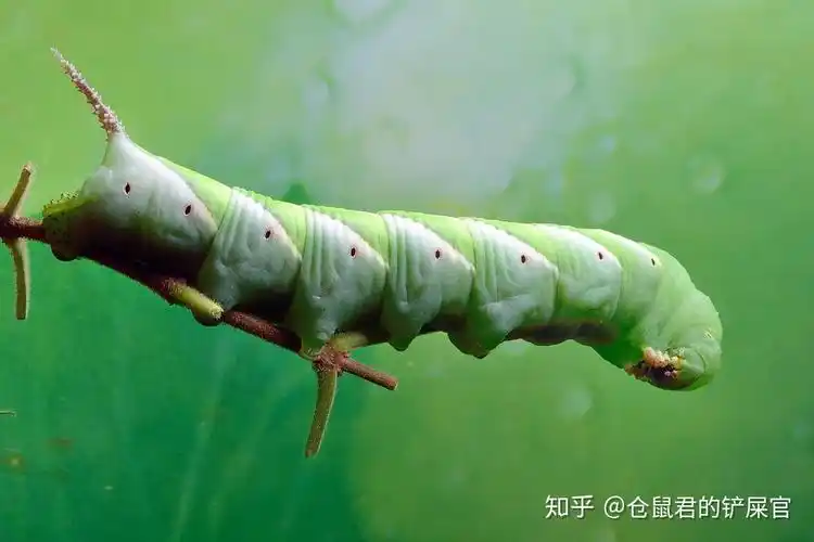 求科普虫子有10厘米左右身上银白色和绿色有一根尖尖的尾巴吃树叶拉