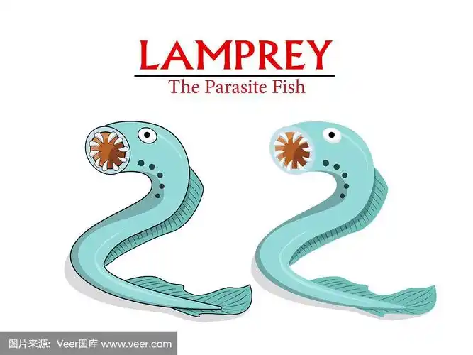 卡通,鱼类,矢量,寄生的,七鳃鳗