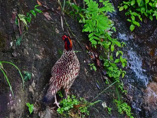写美篇  黄腹角雉(学名:tragopan caboti),别名角鸡,吐绶鸟,全长约50