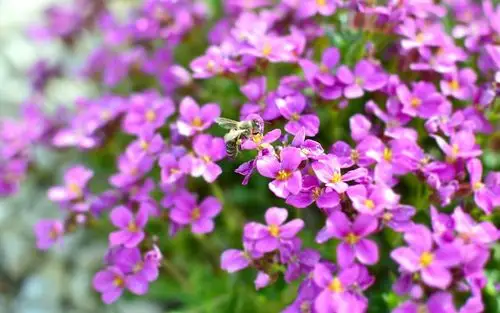 可爱紫色小花唯美高清图片壁纸