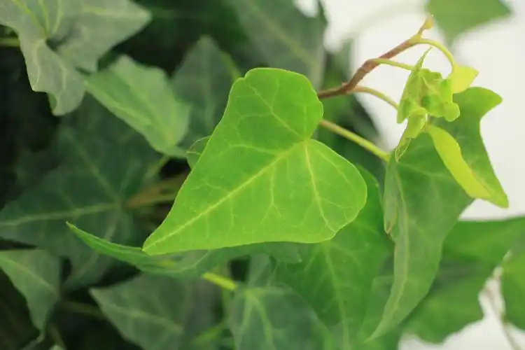 常春藤什么时候开花 常春藤开花是好的寓意