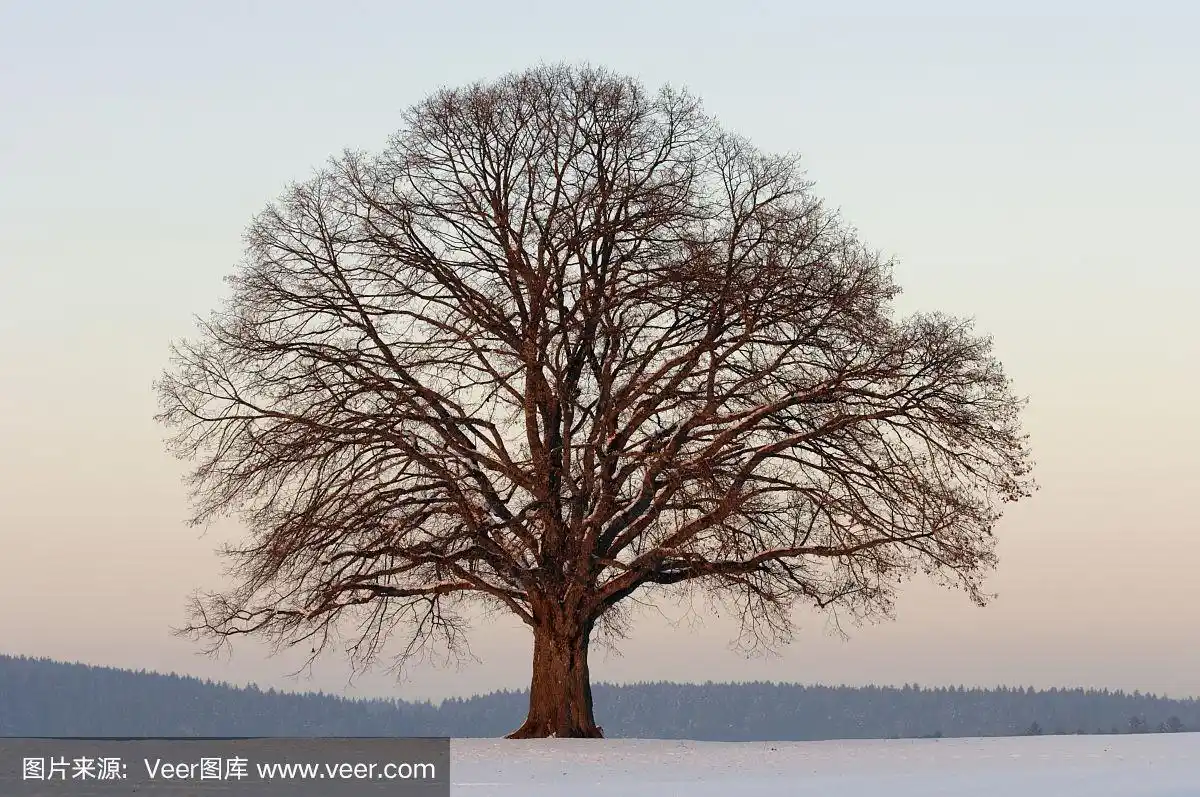 独大菩提树在冬天与雪