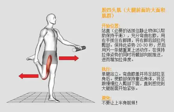 比目鱼肌(腓肠肌,始于跟腱近端)