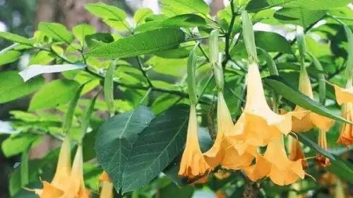 但木本曼陀罗这种植物整株都有毒,其中它的果实和是种子的毒性最大