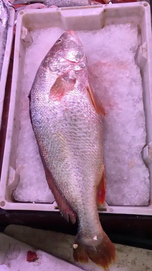 新鲜大白花鱼