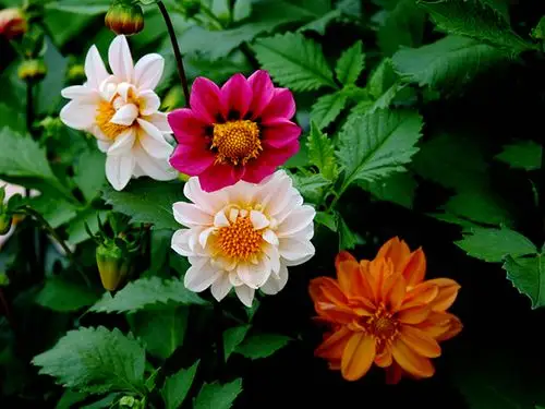 大丽花的姊妹花