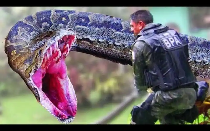 世界上最长的蛇有多少米?_哔哩哔哩 (゜-゜)つロ 干杯~-bilibili