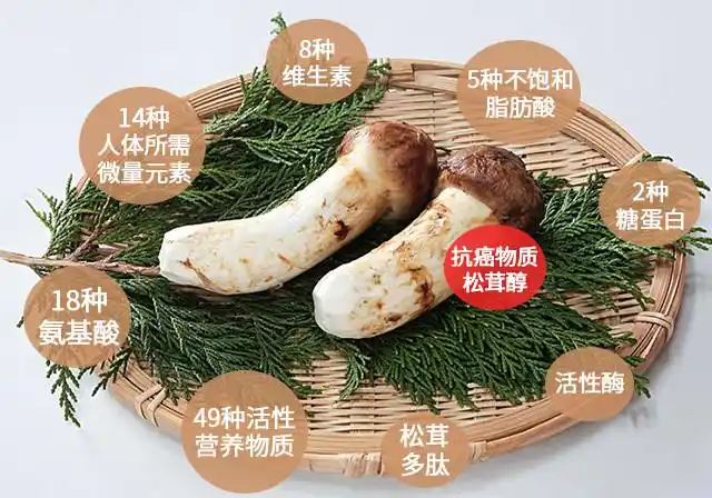 松茸酒的功效与作用是什么松茸酒对人体有好处吗