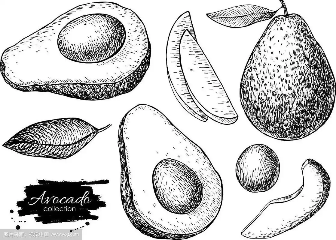 手绘详细牛油果集素描