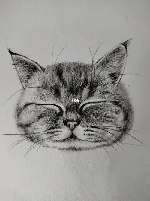 可爱包子脸猫猫速写猫咪