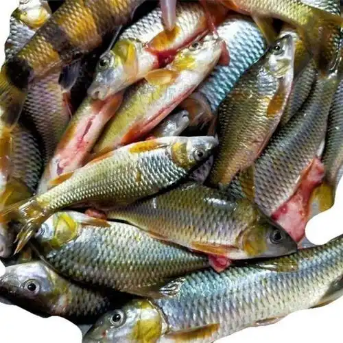 鲜源澜湾溪石斑光唇鱼棍子鱼船丁鱼现拍现杀破膛溪石斑一斤棍子两斤溪