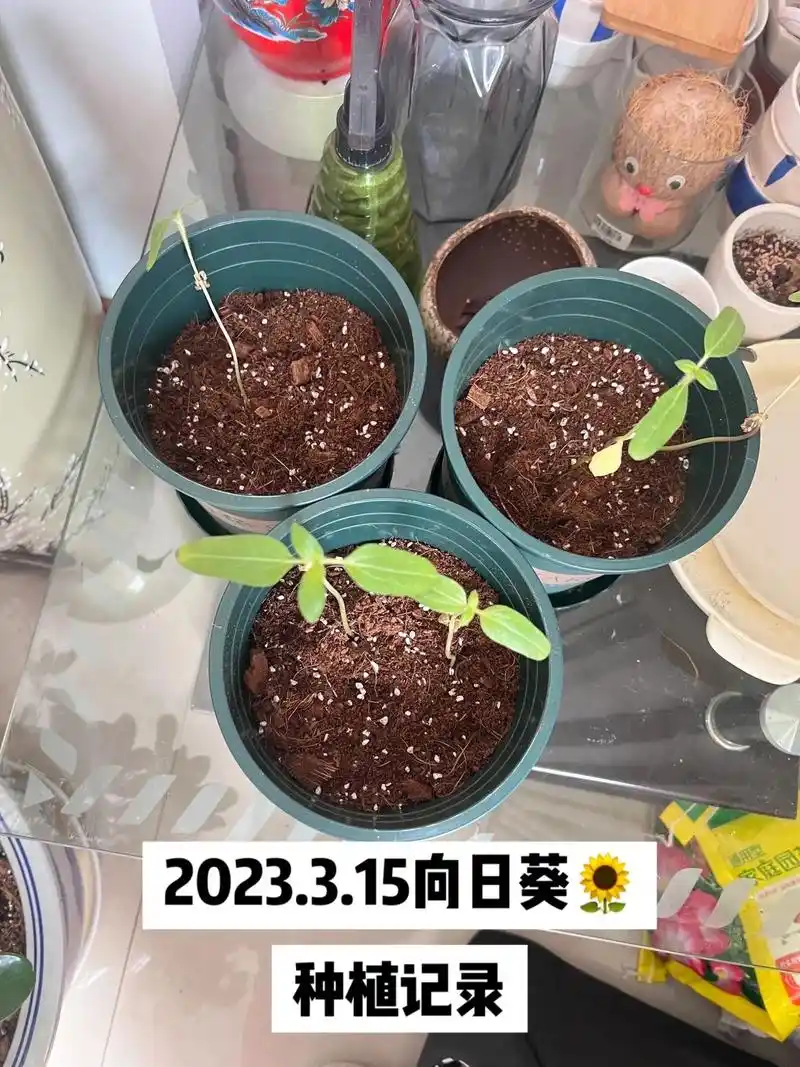 盆栽向日葵97记录,告诉你如何种植.